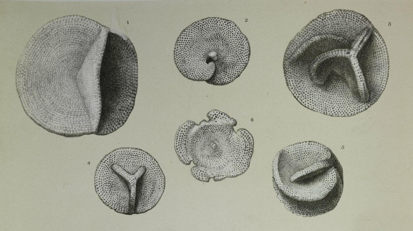 To NHMUK collection (Orbitolites complanata Lamarck, 1801; NHMUK:ecatalogue:3092860)
