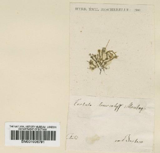 Pseudocrossidium leucocalyx (Mont.) Thér. - BM001006791