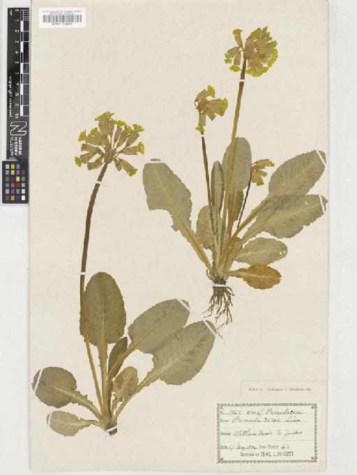 Primula veris L. - BM001036554