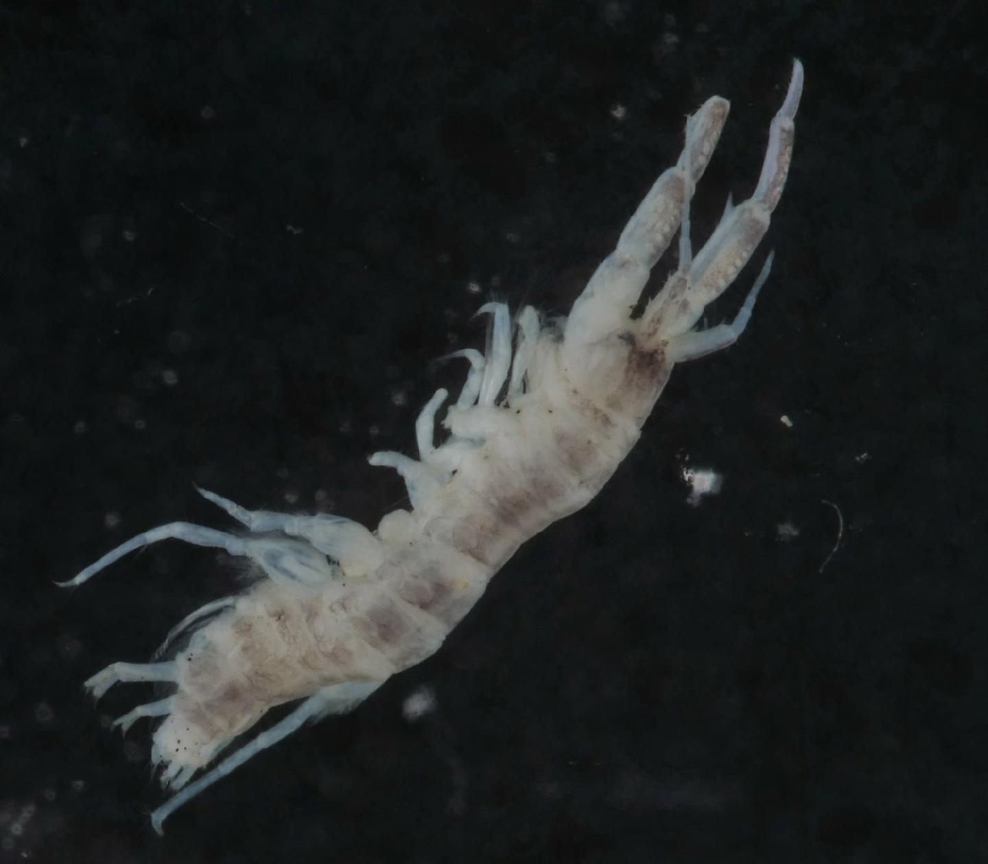 Corophium multisetosum thumbnail