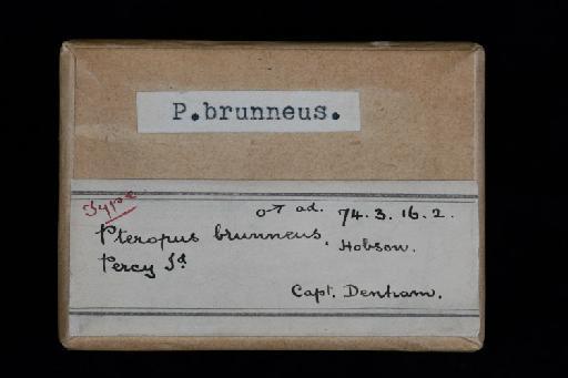 Pteropus brunneus Dobson, 1878 - Pteropus_brunneus-Type-1874_3_16_2-Skull-Box_Label