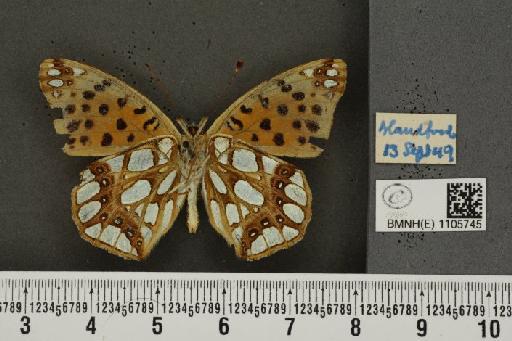 Issoria lathonia (Linnaeus, 1758) - BMNHE_1105745_17201