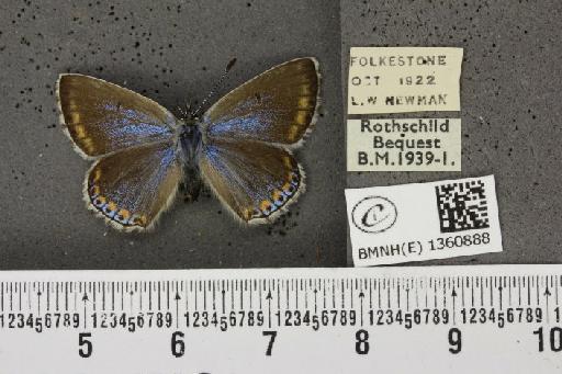 Lysandra bellargus ab. aurescens Tutt, 1909 - BMNHE_1360888_181799