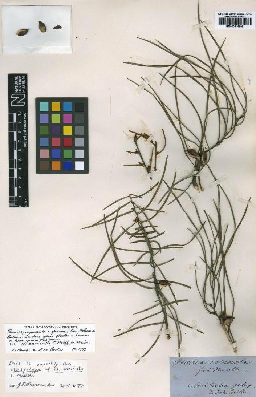 Hakea carinata F.Muell. ex Meisn. - BM000915695