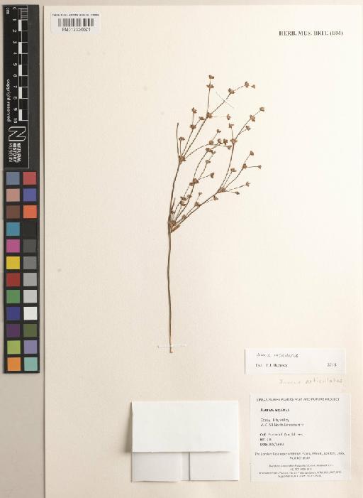 Juncus articulatus L. - BM012556621