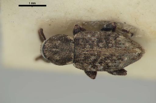 Catoptes instabilis Marshall - Catoptes_instabilis_Marshall_1931-BMNH1237422-holotype_habitus_dorsal-2p5x