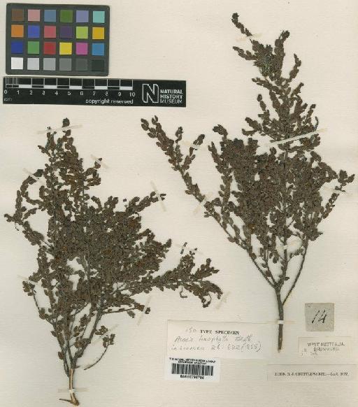 Acacia loxophylla Benth. - BM000796786