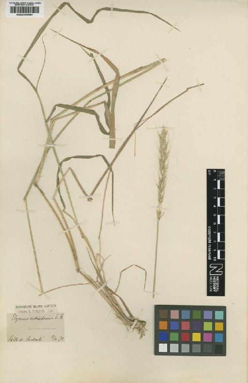 Elymus subandinus F.Phil. - BM000833369