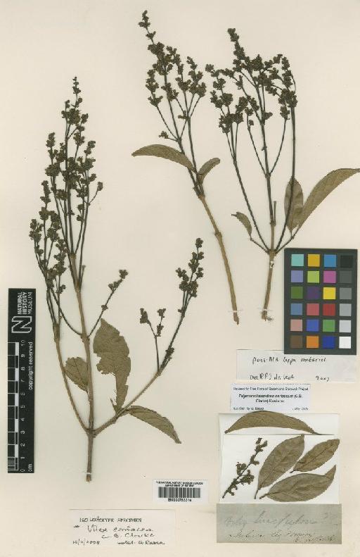 Teijsmanniodendron coriaceum (C.B.Clarke) Kosterm. - BM000793316