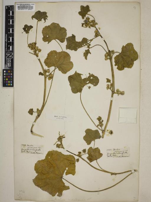 Malva nicaeensis All - BM000083177