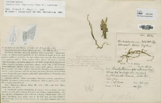 Ischyrodon lepturus (Taylor) Schelpe - BM000850047