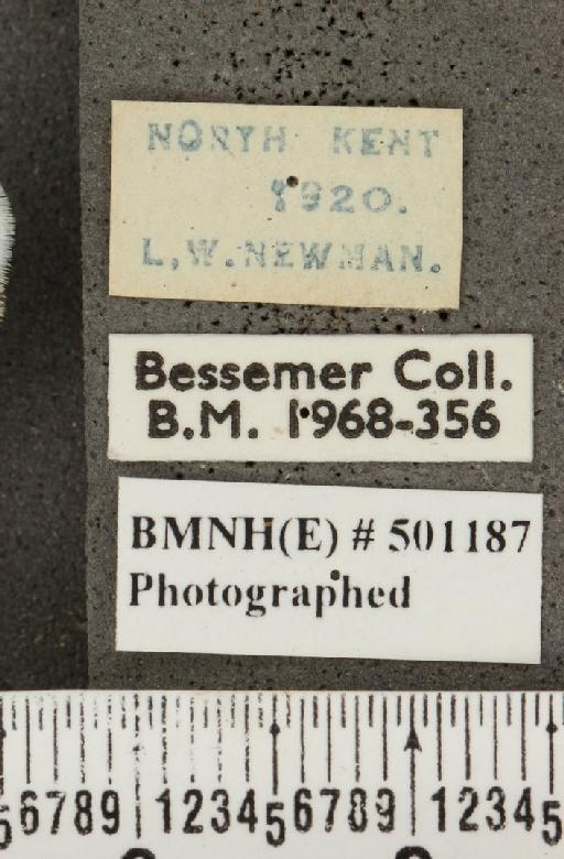 Plebejus argus cretaceus ab. flavescens Tutt, 1909 - BMNHE_501187_label_153386
