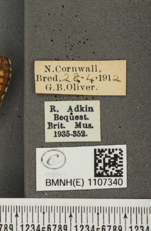 Euphydryas aurinia ab. virgata Tutt, 1896 - BMNHE_1107340_label_18577