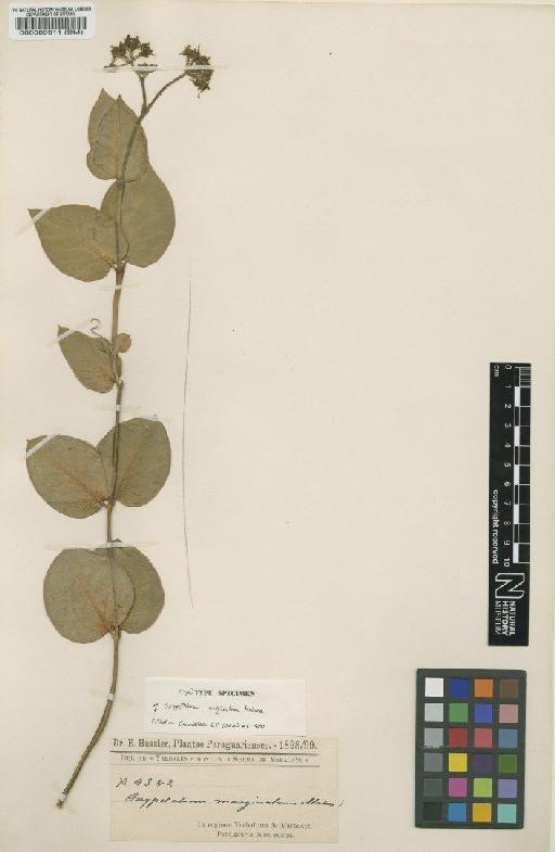 Oxypetalum marginatum Malme - BM000089911