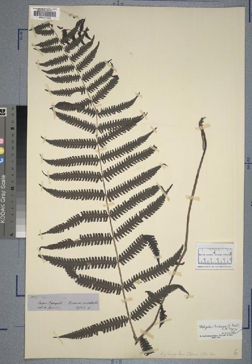 Gymnogramma linkiana Kunze - Spruce - BM000776892