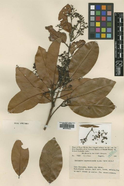 Endiandra impressicosta C.K.Allen - BM000799324
