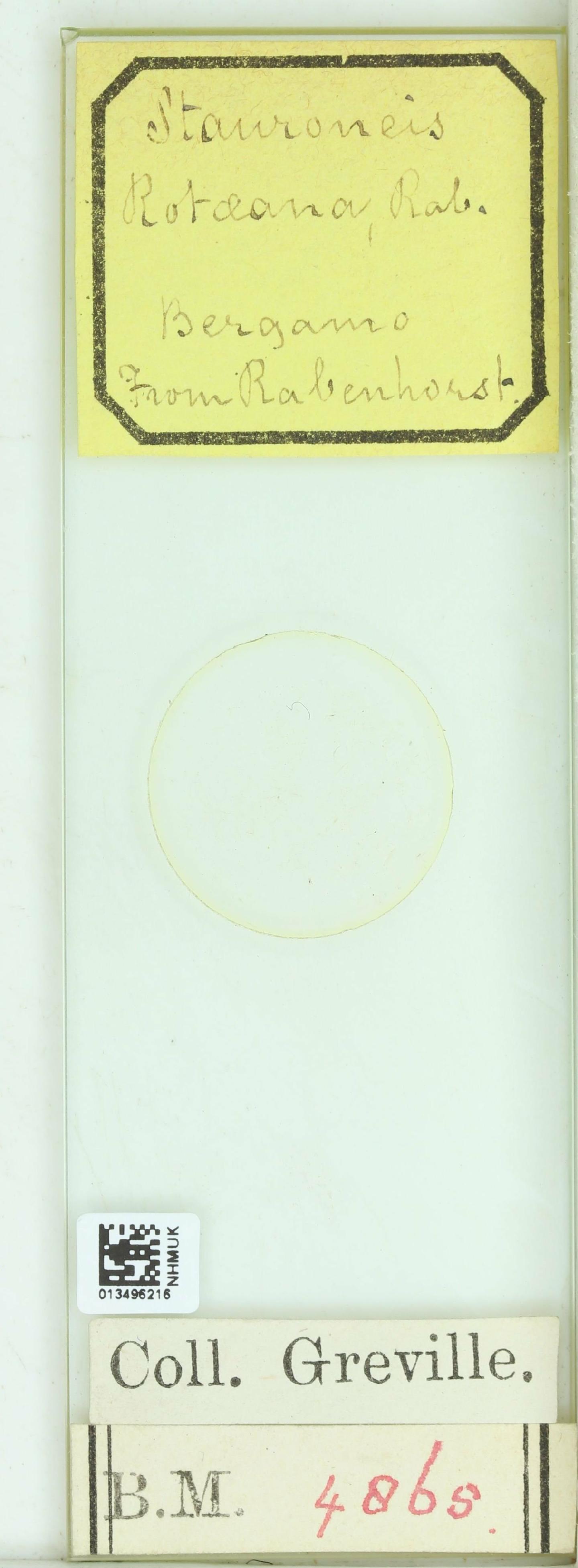 To NHMUK collection (Stauroneis rotaeana Rabenh.; NHMUK:ecatalogue:4745914)