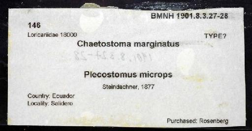 Chaetostomus marginatus Regan, 1904 - 1901.8.3.27-28a; Chaetostomus marginatus; image of jar label; ACSI project image