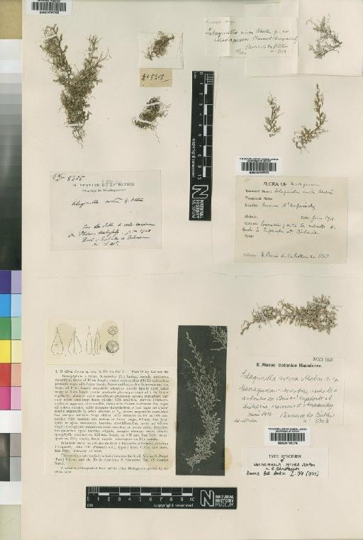Selaginella nivea Alston - BM000785373