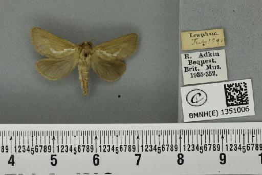 Korscheltellus lupulina (Linnaeus, 1758) - BMNHE_1351006_186398