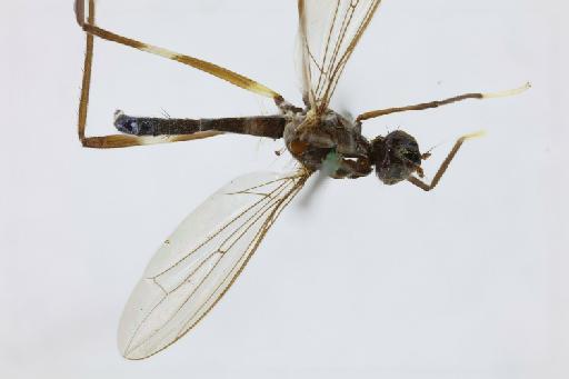 Calobata leucomelas Walker & Walker - Calobata leucomelas HT dorsal habitus