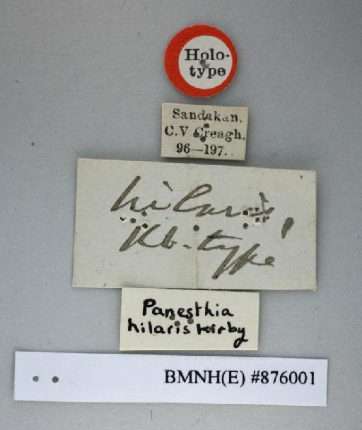 Panesthia hilaris Kirby, 1903 - Panesthia hilaris Kirby, 1903, female, holotype, labels. Photographer: Aging Wang. BMNH(E)#876001