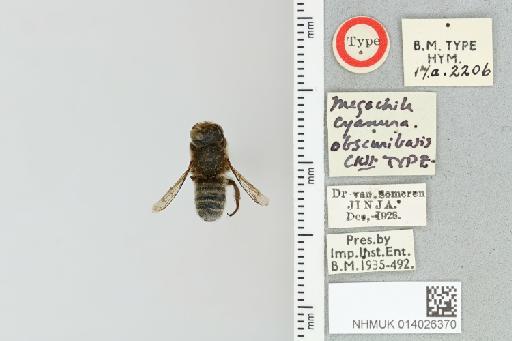 Chalicodoma cyanura obscuribasis (Cockerell, 1937) - 014026370_835586_1629416-