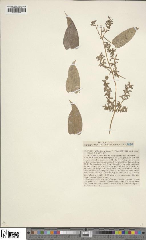 Dioscorea alata L. - BM001049785