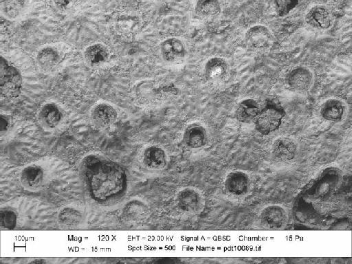 Cryptosula Canu & Bassler, 1925 - SEM photograph pdt 10089