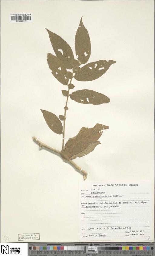 Solanum gnaphalocarpon Vell. - BM000935407
