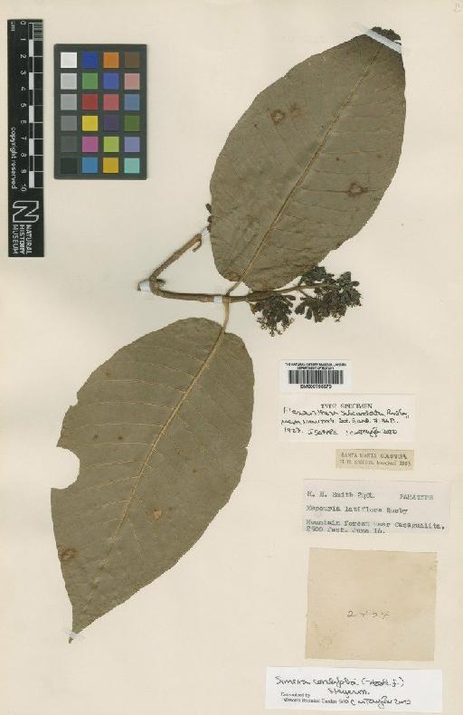 Simira cordifolia (Hook.f.) Steyerm. - BM000795579