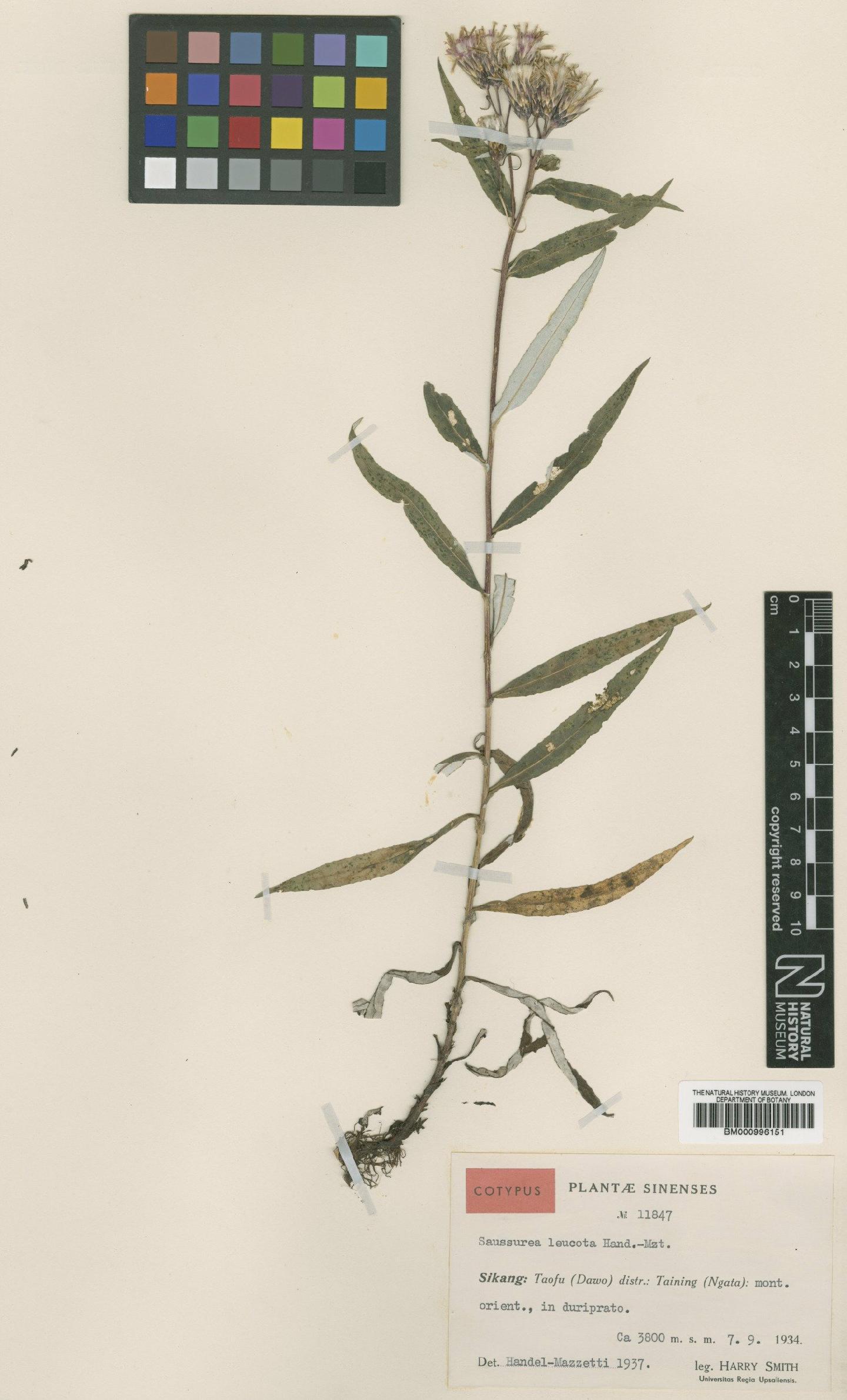 To NHMUK collection (Saussurea leucota Hand.-Mazz.; Type; NHMUK:ecatalogue:479528)
