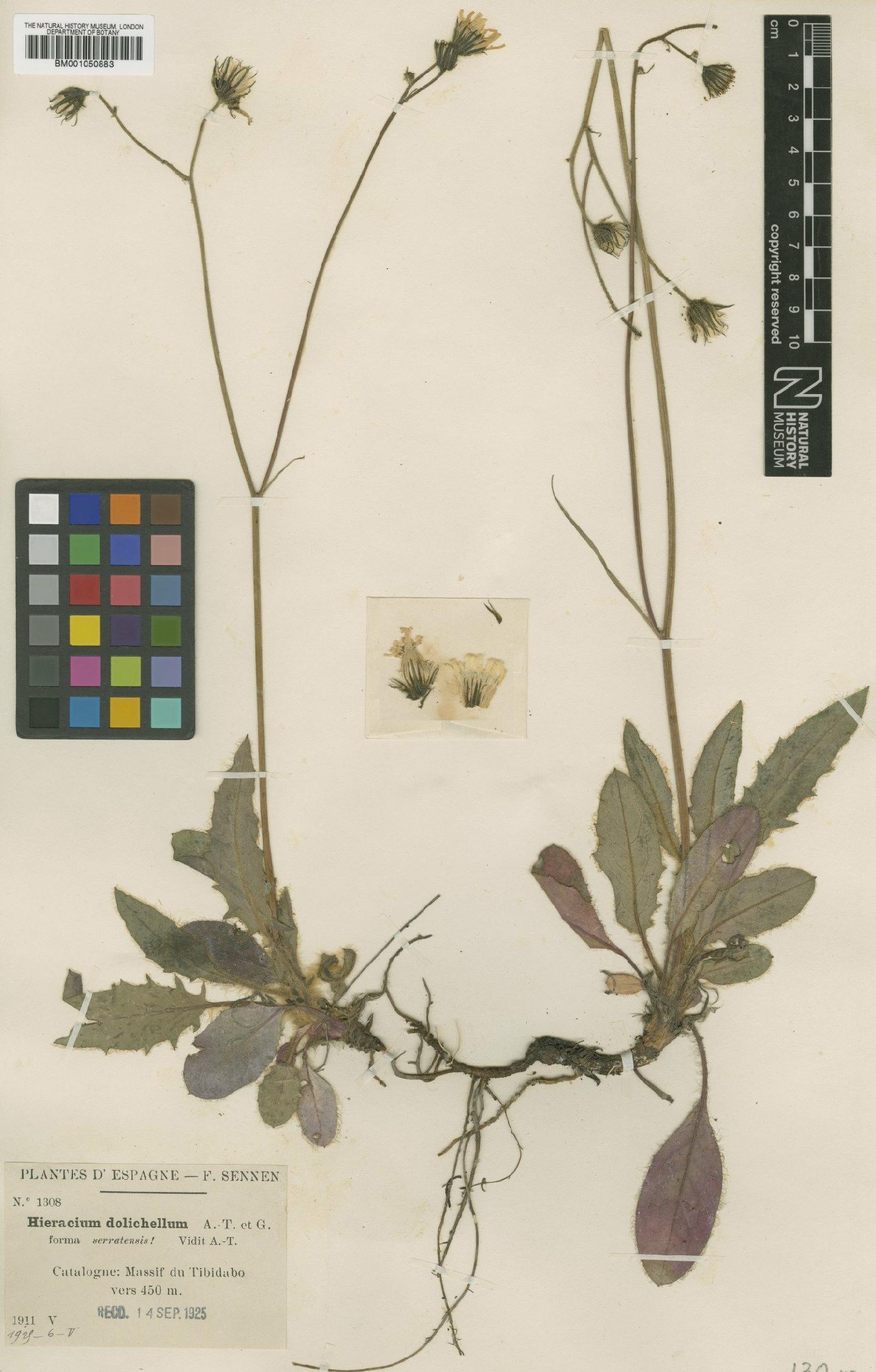 To NHMUK collection (Hieracium wiesbaurianum subsp. dolichellum (Arv.-Touv. & Gaut.) Zahn; TYPE; NHMUK:ecatalogue:2400182)