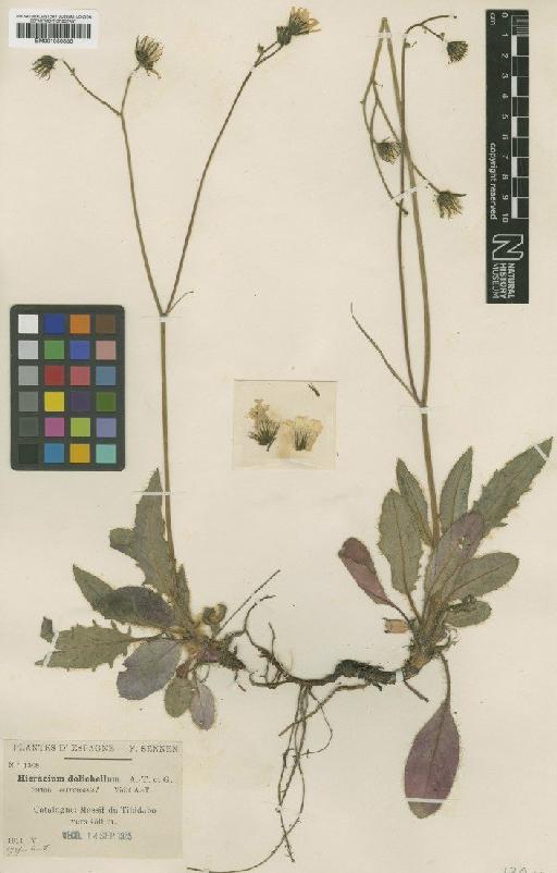 Hieracium wiesbaurianum subsp. dolichellum (Arv.-Touv. & Gaut.) Zahn - BM001050883
