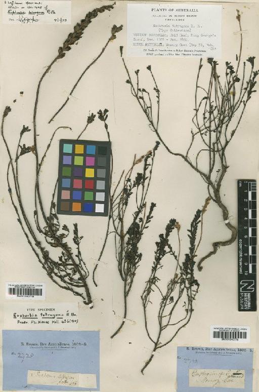 Euphrasia collina subsp. tetragona R.Br. - BM001040779