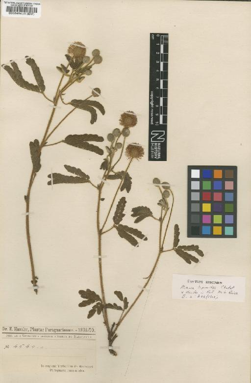 Mimosa lupinoides Chodat & Hassl. - BM000545431