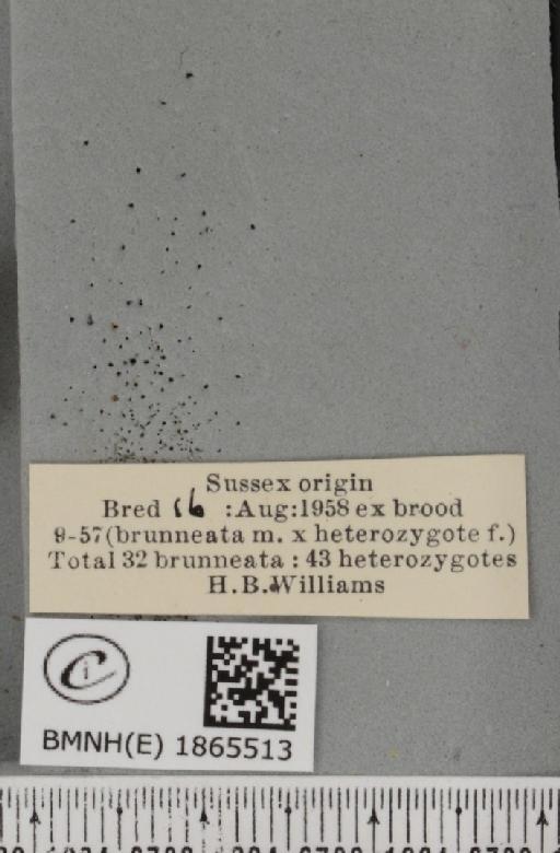 Ennomos autumnaria ab. brunneata Cockayne, 1952 - BMNHE_1865513_label_432313
