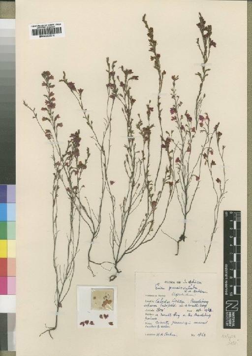 Erica pauciovulata Baker - BM000925215