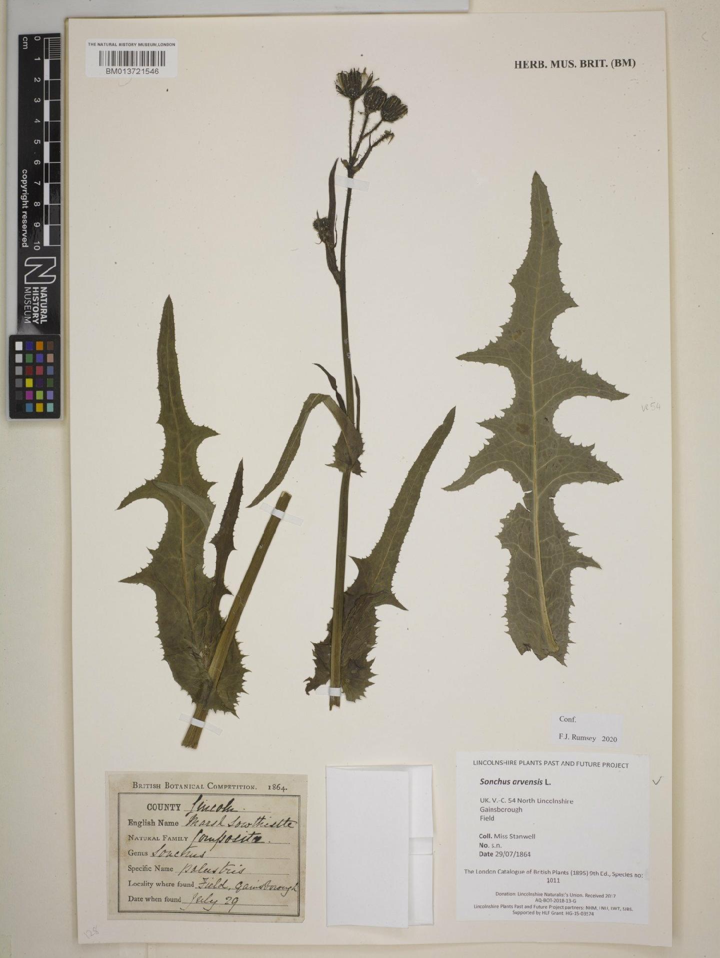 To NHMUK collection (Sonchus arvensis L.; NHMUK:ecatalogue:9112464)