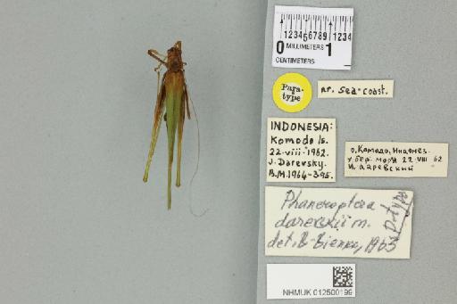 Phaneroptera darevskii Bei-Bienko, 1963 - 012500199_72279_86379