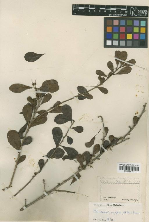 Xantolis parvifolia (A.DC.) Royen - BM000997171