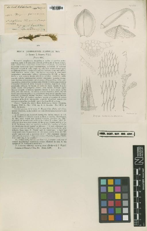 Bryum formosum Mitt. in E.S.Salmon - BM001086187