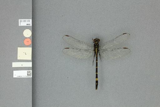 Merogomphus tamaracherriensis Fraser, 1931 - 013384586_ventral_labels