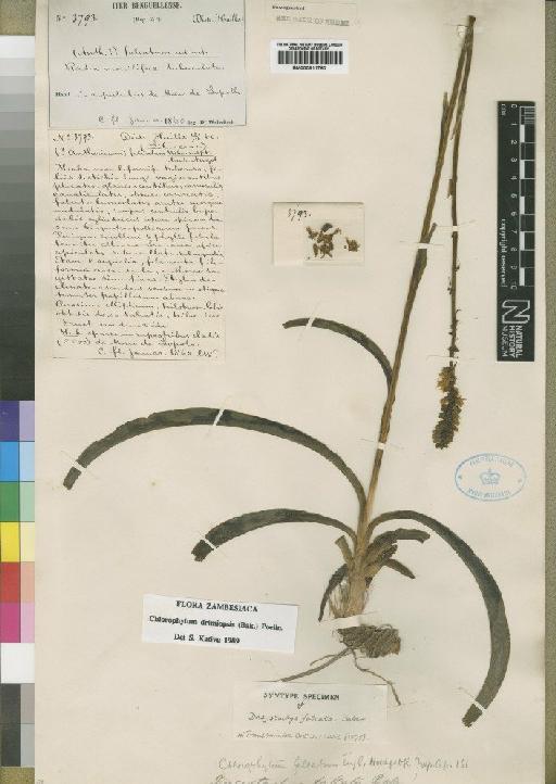 Chlorophytum drimiopsis (Baker) Poelln. - BM000911760