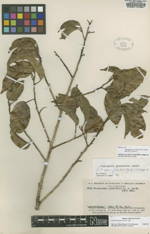 Minquartia guianensis Aubl. - BM000028176