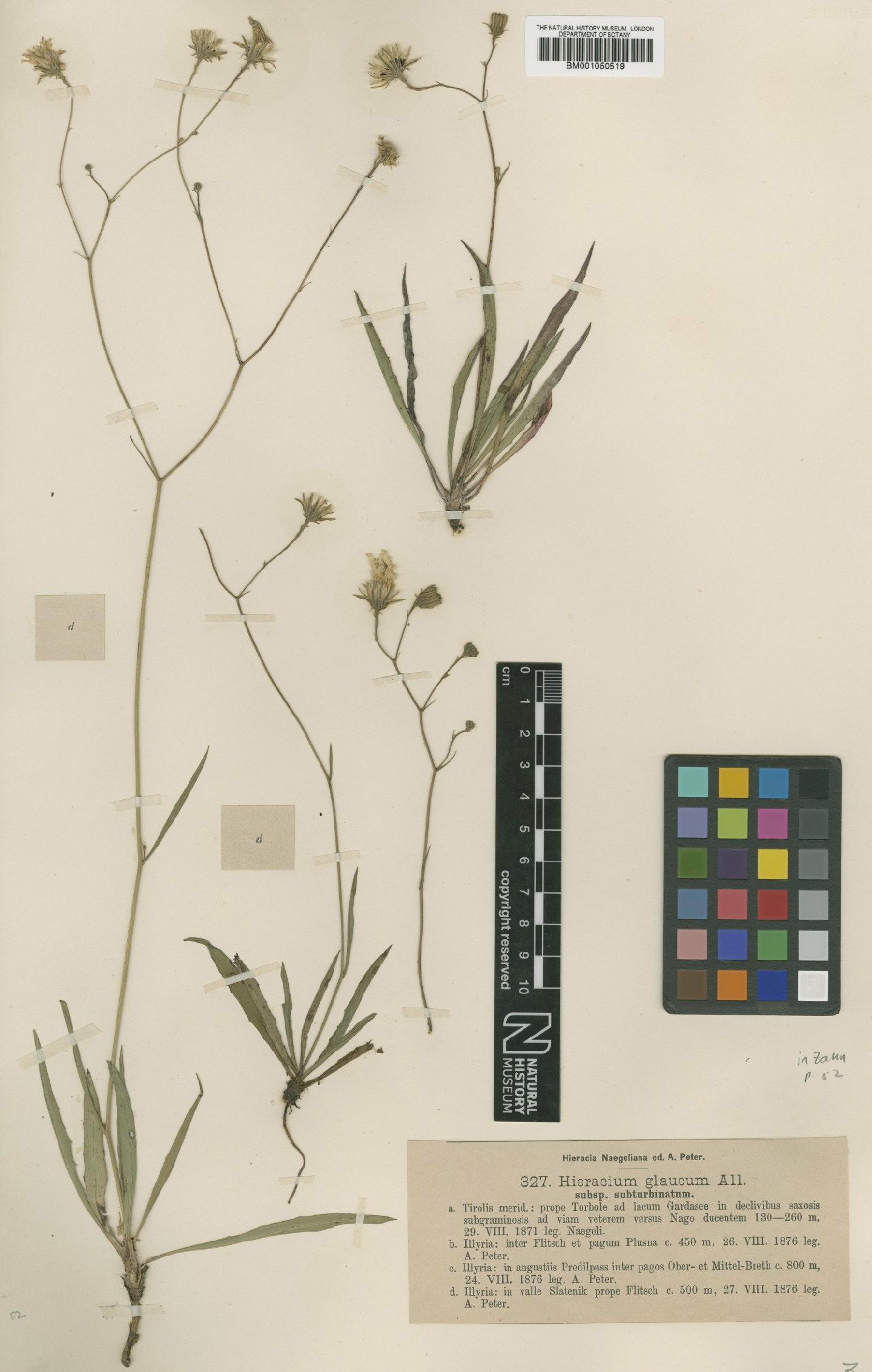 To NHMUK collection (Hieracium glaucum subsp. subturbinatum Nägeli & Peter; TYPE; NHMUK:ecatalogue:2395431)