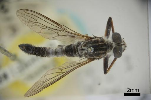 Cerdistus conformis Hardy, G.H., 1926 - Cerdistus conformis dorsal