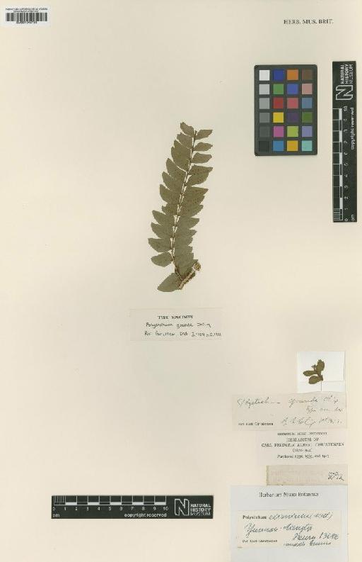 Polystichum grande Ching - BM001048733