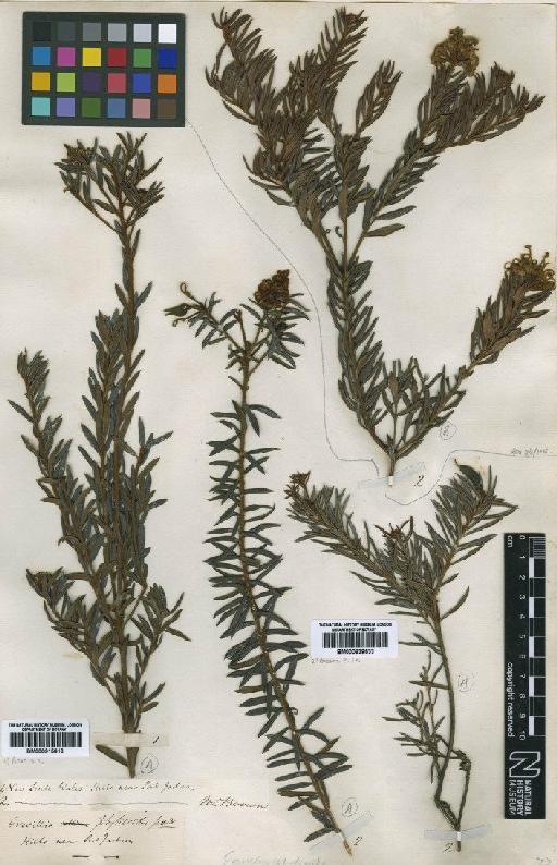 Grevillea phylicoides R.Br. - BM000839533