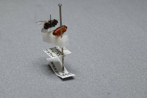 Sarcophaga (Myorhina) nigriventris Meigen, 1826 - 015091669_additional_2